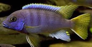 Pseudotropheus acei tanzania 8-9cm