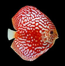 Discus Pigeon Checkerboard (Symphysodon sp.) - Home of Cichlids