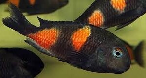 Tropheus Cherry Spot