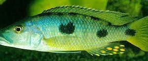 Exochromis Anagenys (Three Spot Torpedo)
