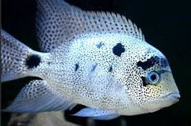 Vieja Argentea (Silver Cichlid)