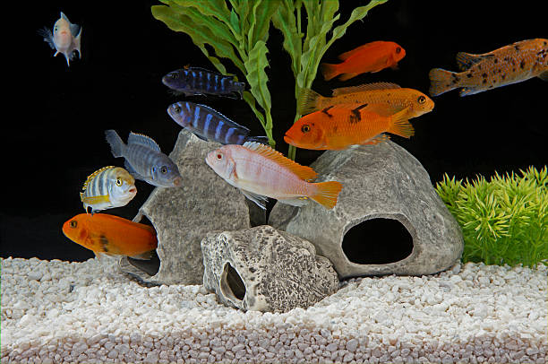 African cichlid fish