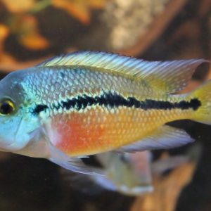 Nicaraguan Parrot 7cm
