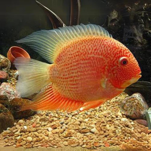 Red Spot Severum 5-7cm