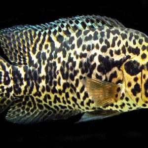 Jaguar Cichlid 8-11cm