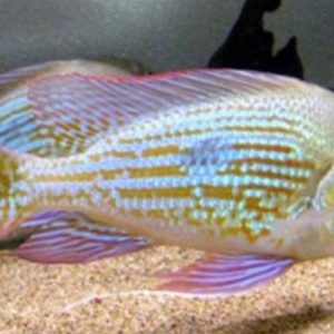 Geo. Rio Branco 5cm