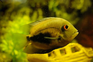 Home of Cichlids | How to Breed Green Severums at Home?
