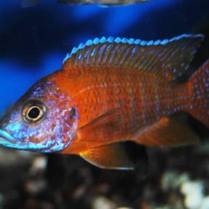German Blood line Red Rubin Peacock 5 cm