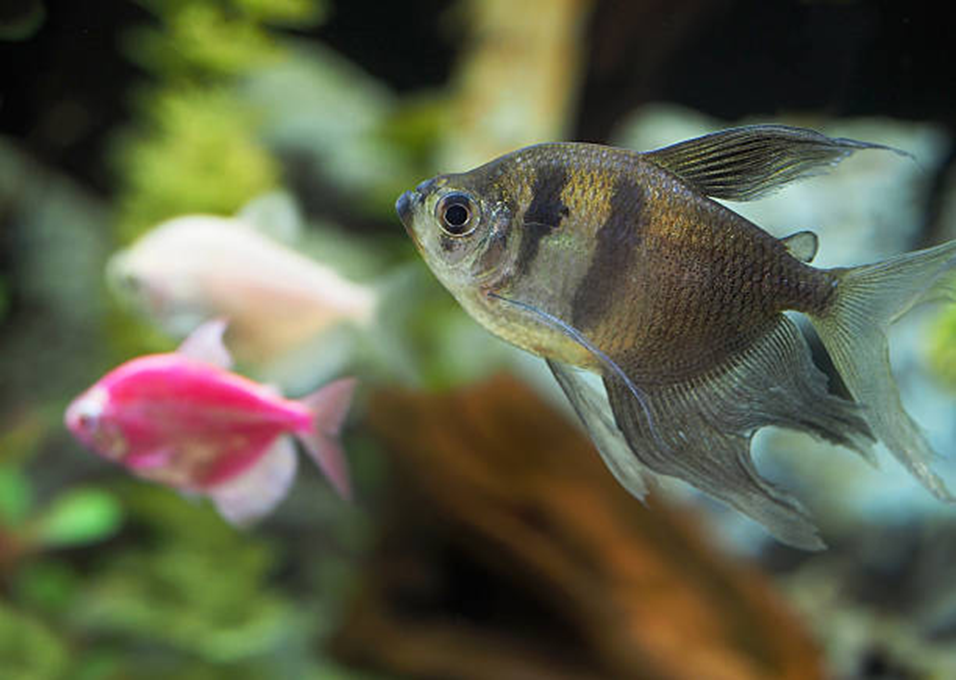 cichlids and tetras compatibility