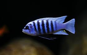 Maison Reef Zebra 4cm