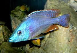 Dimidiochromis Strigatus