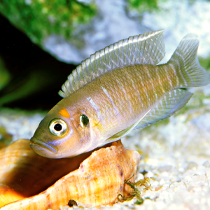 Buying Fish Food for Cichlids