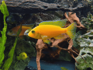 Home of Cichlids | What’s the Best Tank Setup for African Cichlids?