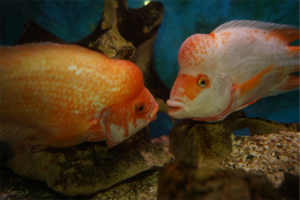 Home of Cichlids | Can I Trust Online Cichlid Shops in Australia?