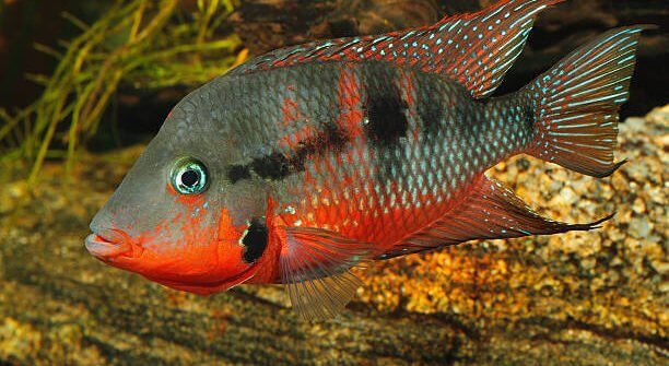 Firemouth cichlids - Thorichthys meeki