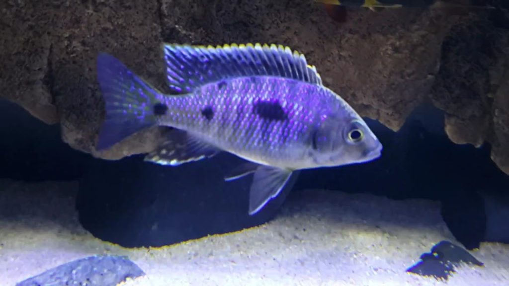 Home of Cichlids | What Should I Expect When Ordering Cichlids Online?