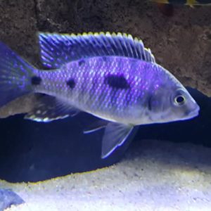Copadichromis Trewavasae  6-7cm