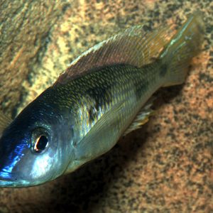 Stigmtochromis Pleurospilous 8-9cm