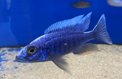 Iceberg Electric Blue 6-7 cm