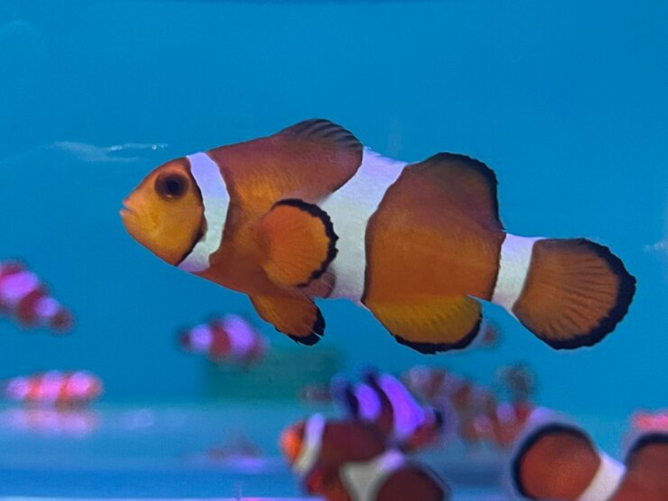 American Cichlids for Your Aquarium