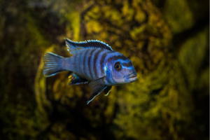 Home of Cichlids Ensures Healthy Shipments