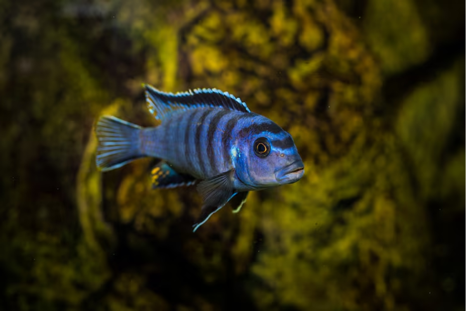 Home of Cichlids Ensures Healthy Shipments