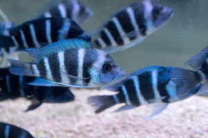 South American Cichlids