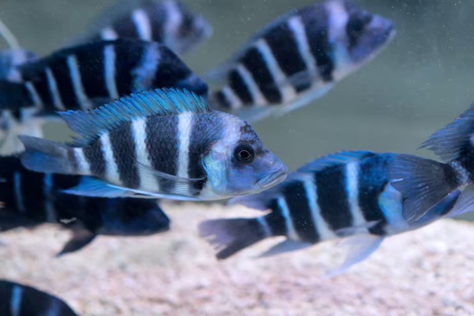South American Cichlids