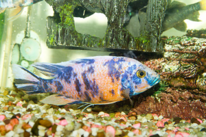 Common Cichlid Diseases and Treatments