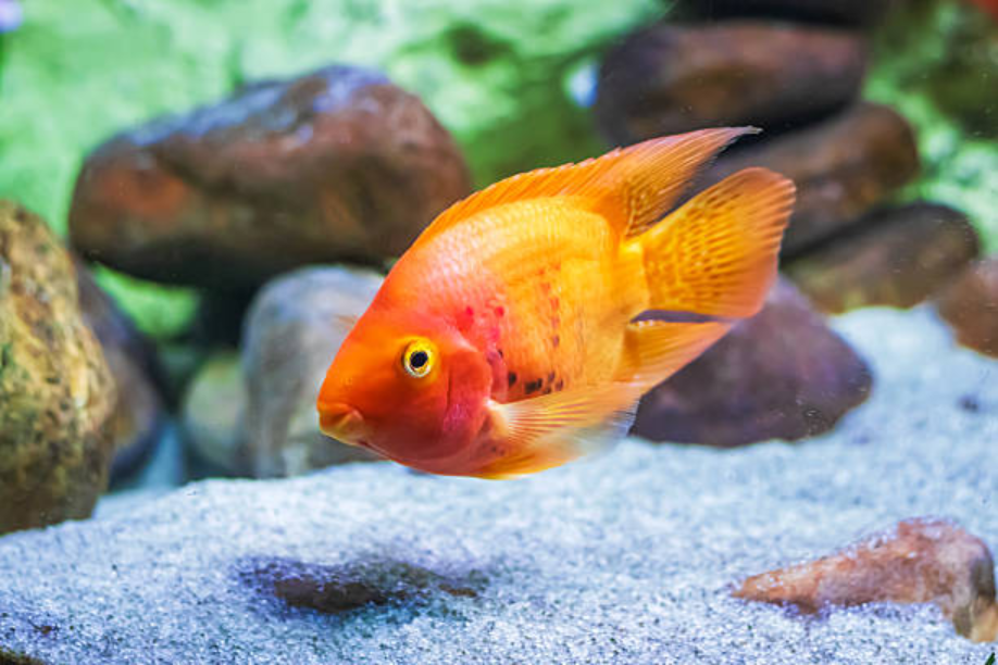 African Cichlids