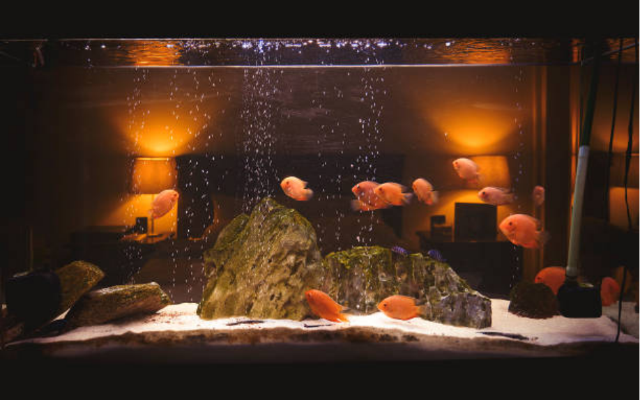 aquarium medication