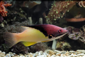 African Cichlids Are a Great Choice
