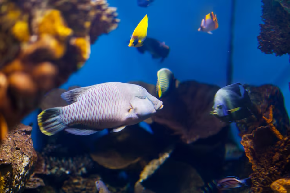 African Cichlids Are a Great Choice for Your Home Aquarium