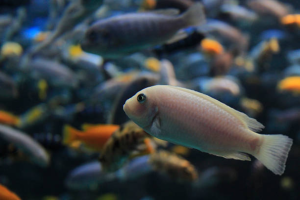 Home of Cichlids | Popular African Cichlids and Their Care Requirements Buying Fish Food for Cichlids