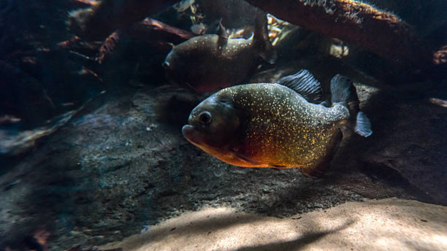south American cichlids