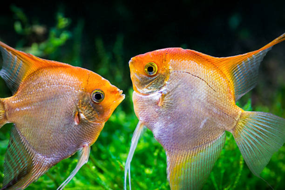 south American cichlids