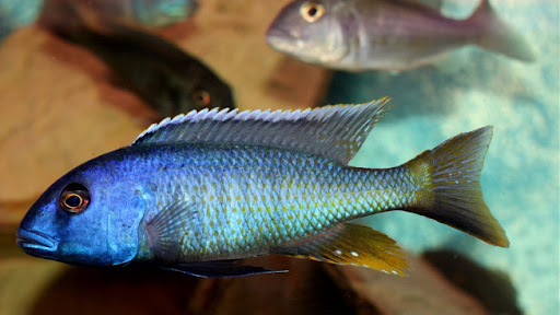 Home of Cichlids | Where to Find African Cichlids for Sale in Australia